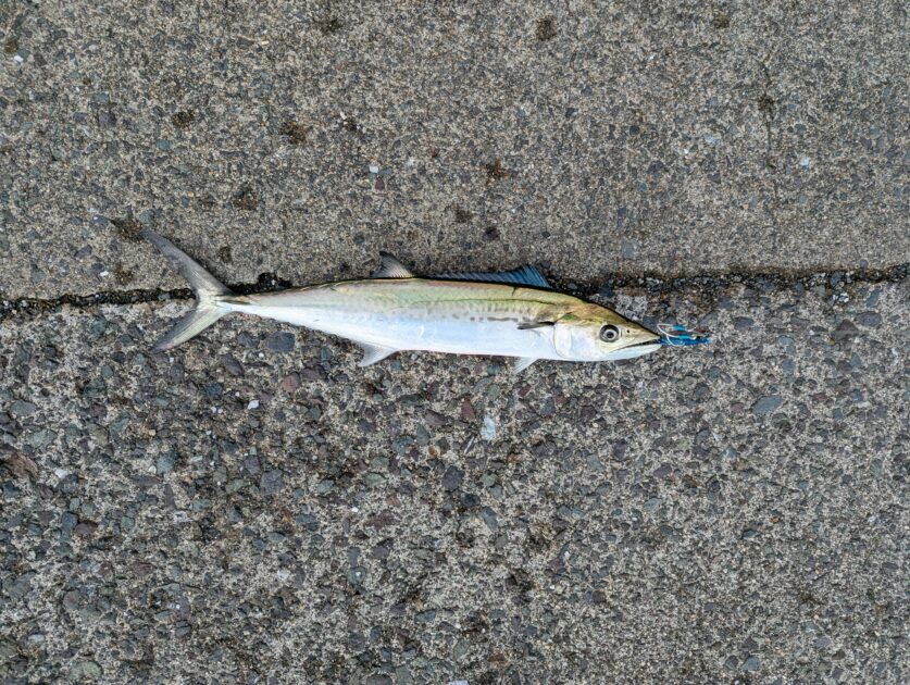 ミヨ崎灯台で釣れたサゴシ