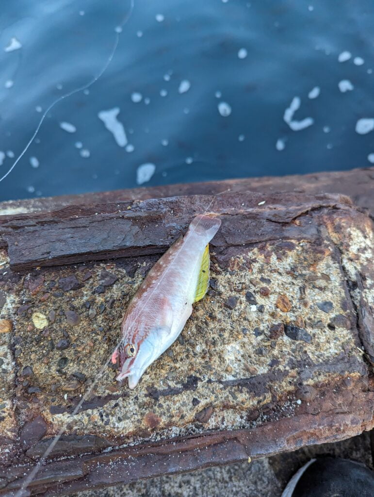 白杉漁港で釣れたベラ