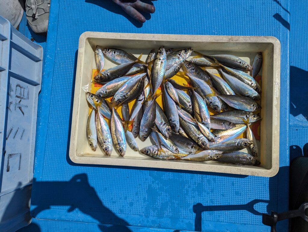 泉佐野一文字で釣れたアジ