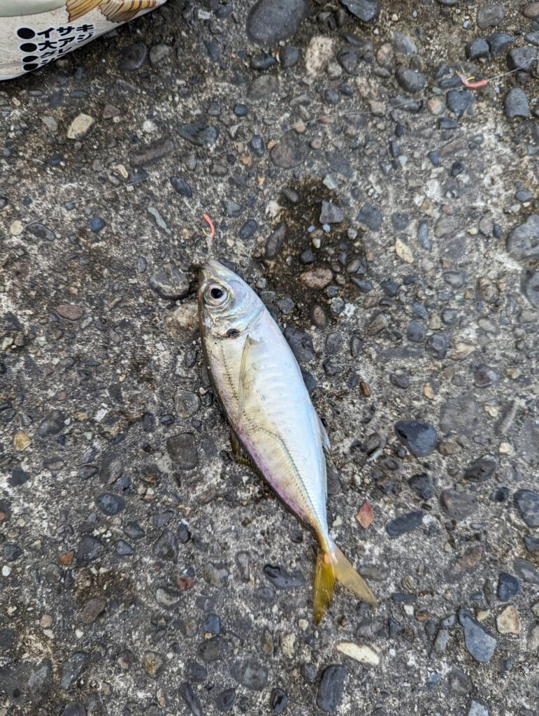 ぶっこみサビキで釣れたアジ