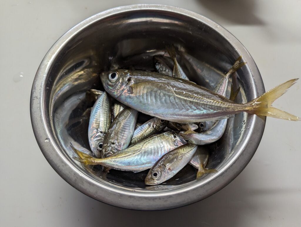豆アジ
