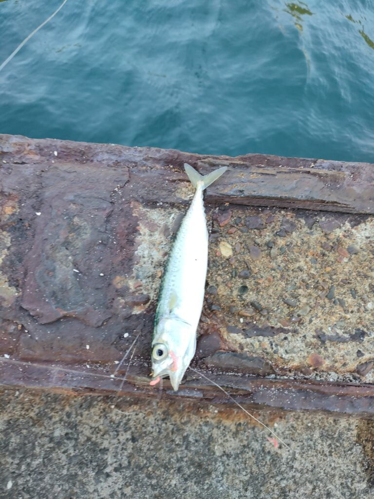 白杉漁港で釣れたサバ