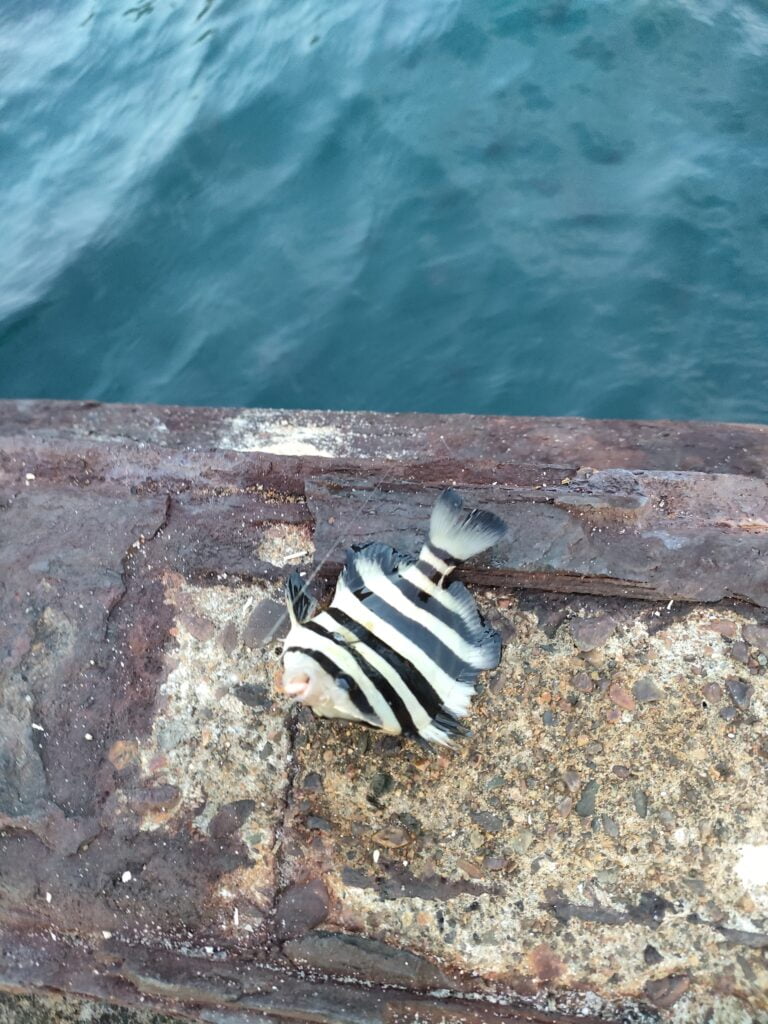 白杉漁港で釣れたサンバソウ