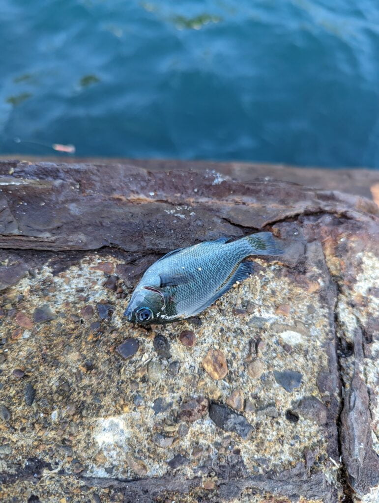 白杉漁港で釣れたグレ