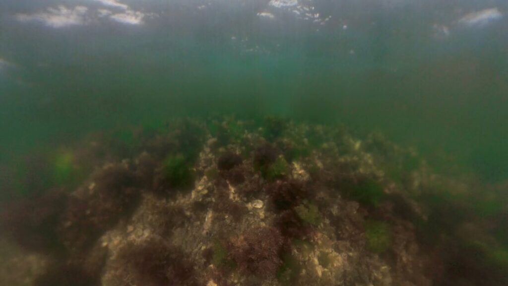 ミヨ崎灯台の水中