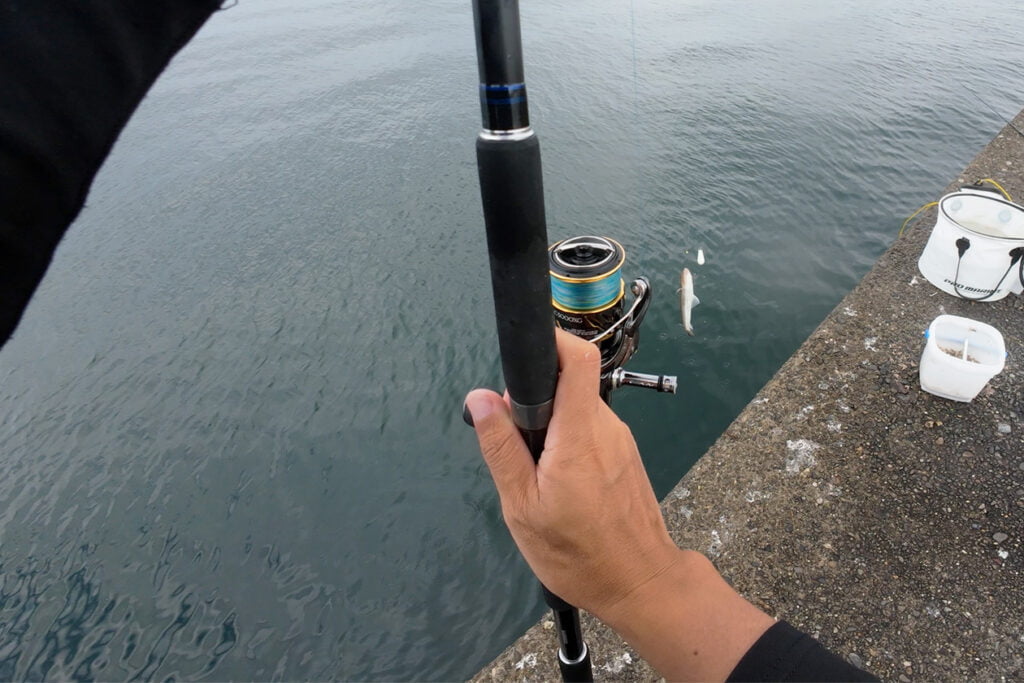 泉佐野一文字でぶっこみの泳がせ釣りで釣れたエソ