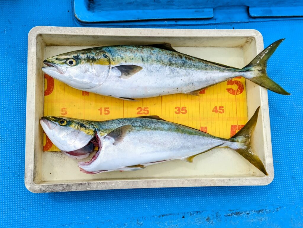 泉佐野一文字で釣れたメジロとハマチ