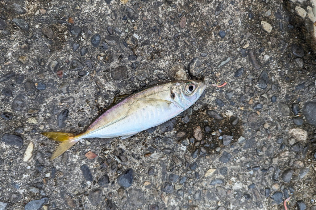 アジ