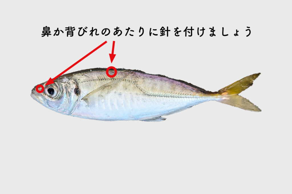 泳がせ釣りでエサに針を掛ける位置