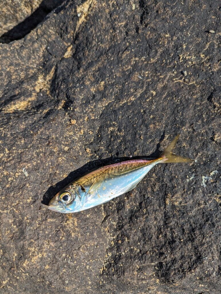 南芦屋浜キャナルパーク(芦屋キャナルパーク)で釣れたアジ
