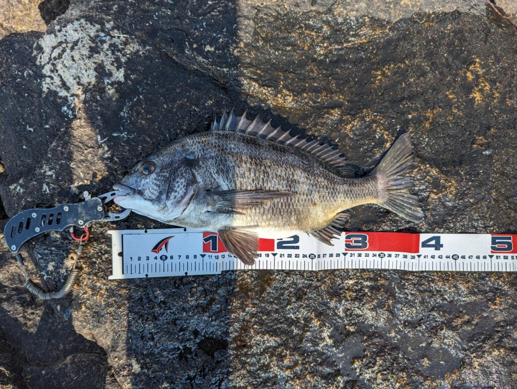 南芦屋浜キャナルパーク(芦屋キャナルパーク)で釣れたチヌ