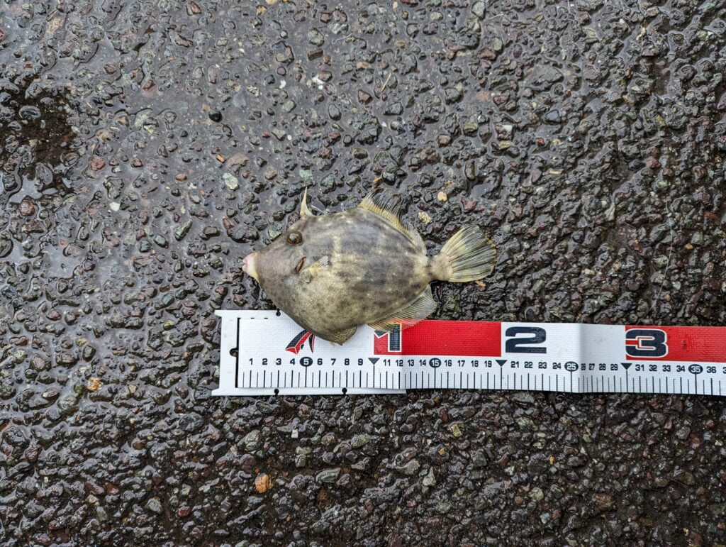 ミヨ崎灯台で釣れたカワハギ
