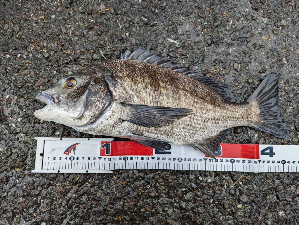 ミヨ崎灯台で釣れたチヌ