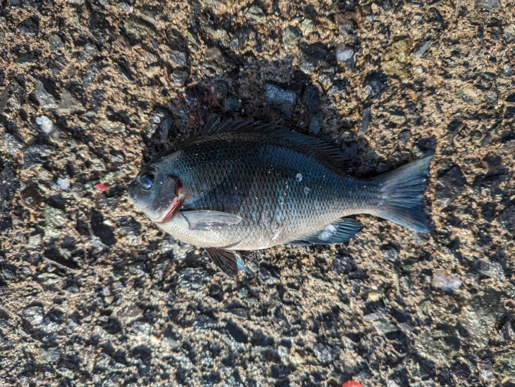 音海大波止で釣れたグレ