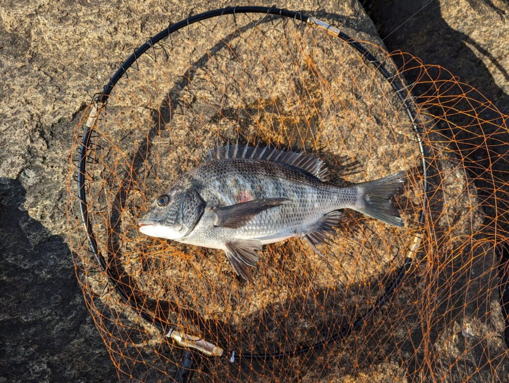 南芦屋浜キャナルパークで釣れた35cm程度のチヌ
