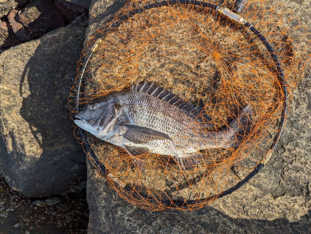 南芦屋浜キャナルパークで釣れた40cm程度のチヌ