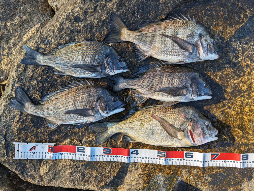 釣果