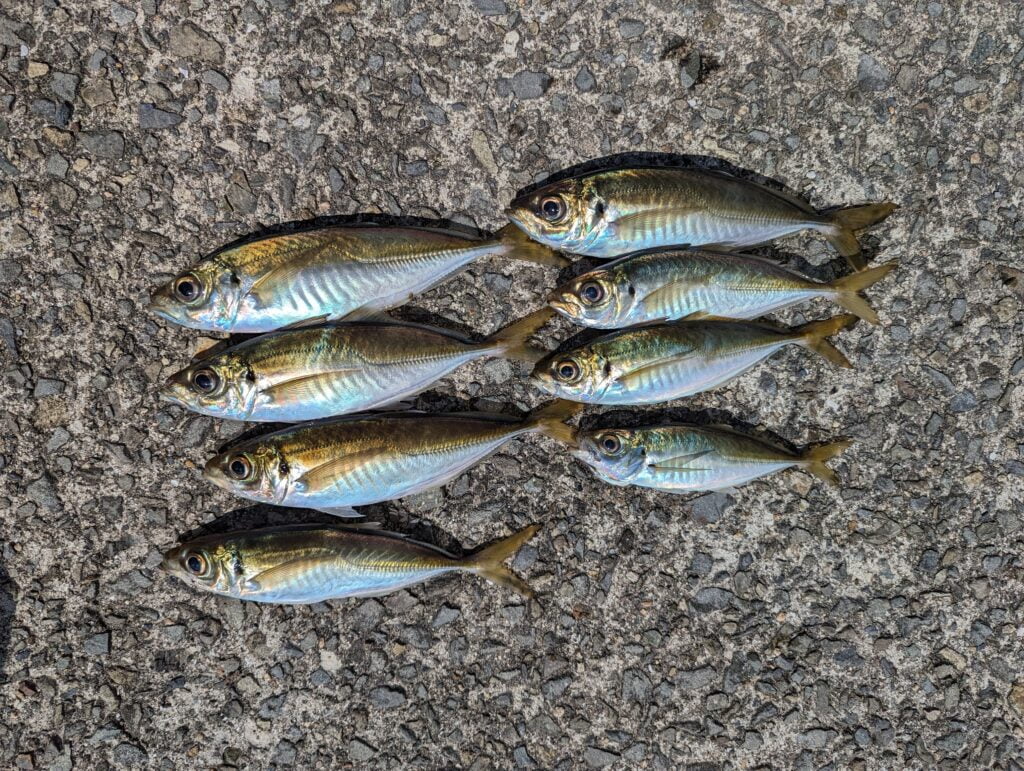 この日の釣果