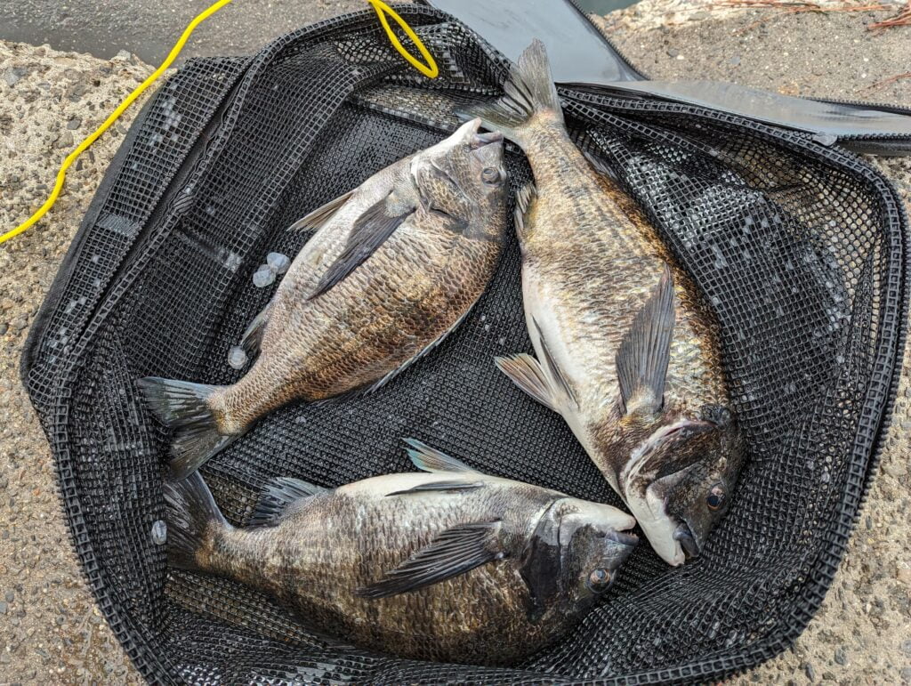 この日の釣果
